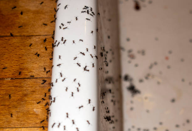 Best Pest Prevention Services  in Lake Camelot, WI